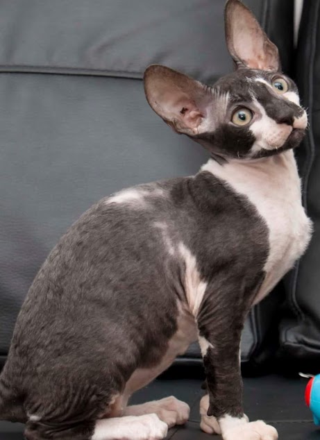 Cornish Rex Kitten