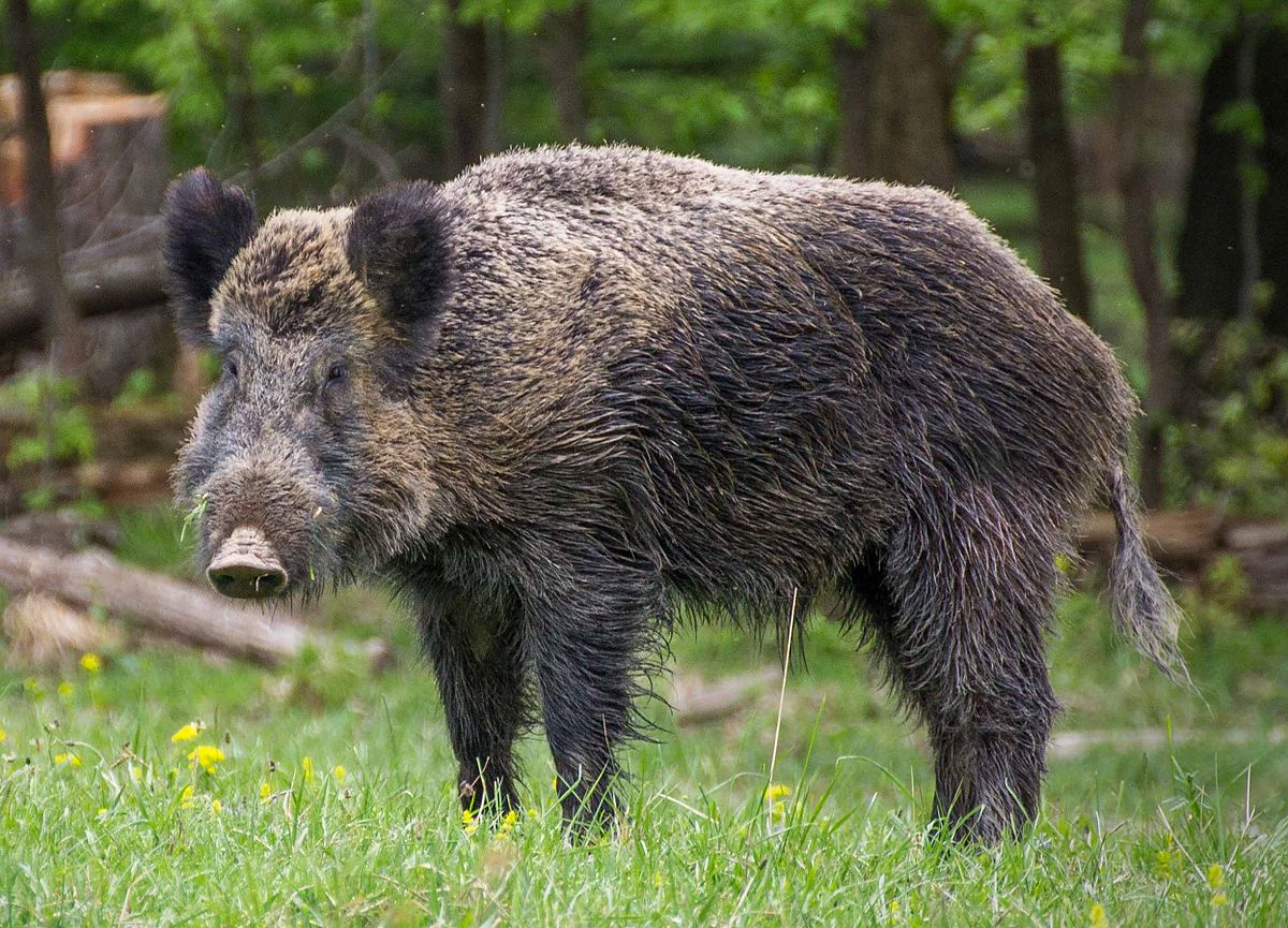 Boar