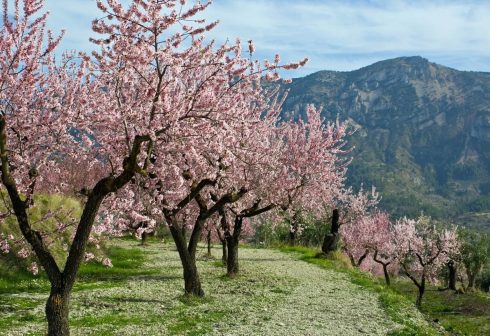 Marcona Almond Trees