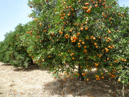 Oranges Cordoba