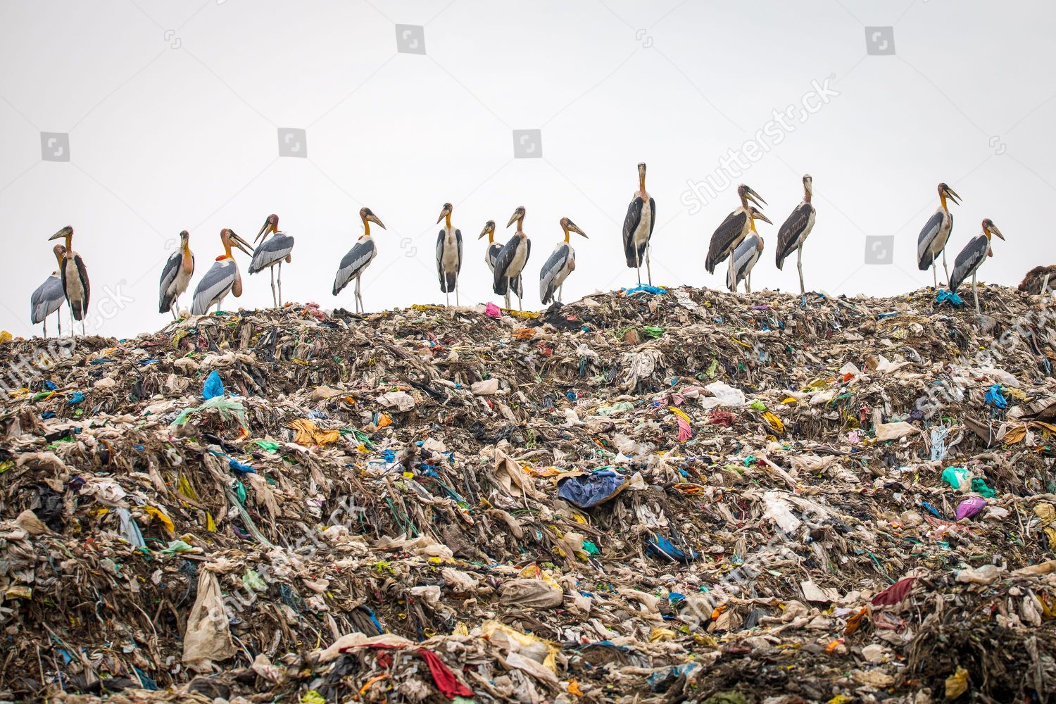 Storks On A Landfill Site  Guwahati  Assam  India   24 Sep 2018