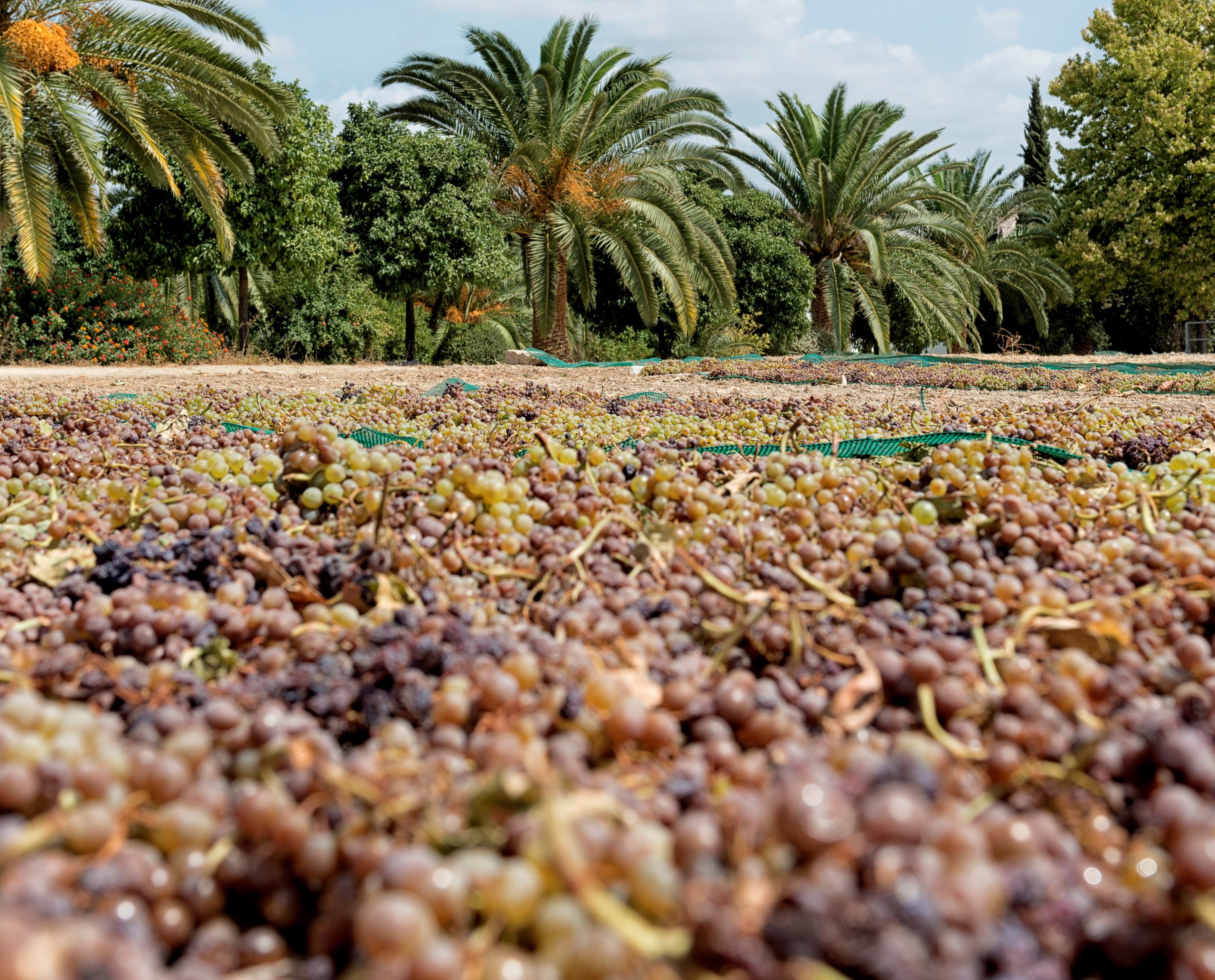 6 Grapes Left In The Sun To Dry On Esparto Grass Mats