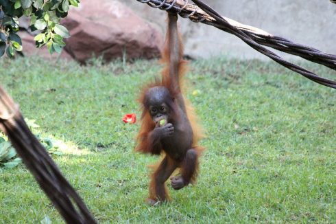 Baby Orangutan Bioparc