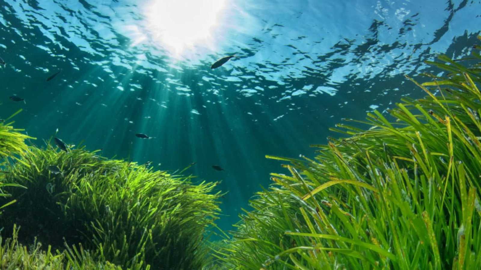 Posidonia Oce  Nica