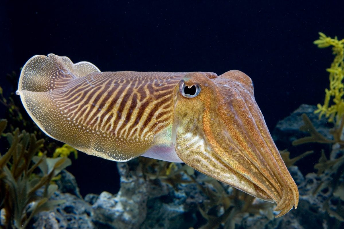  Black Gold Cuttlefish Caught In The UK And Popular In Spain Facing 