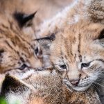 Tiny Lynx Cubs