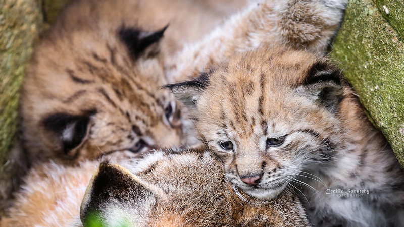 Tiny Lynx Cubs
