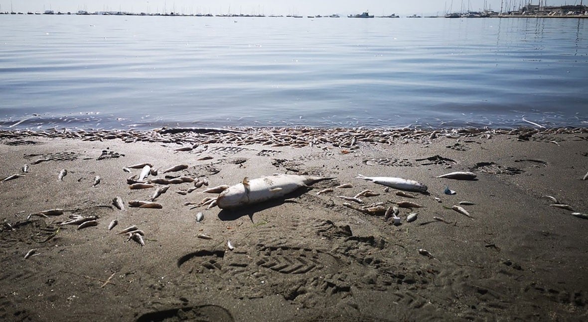 Dead_fish_mar Menor