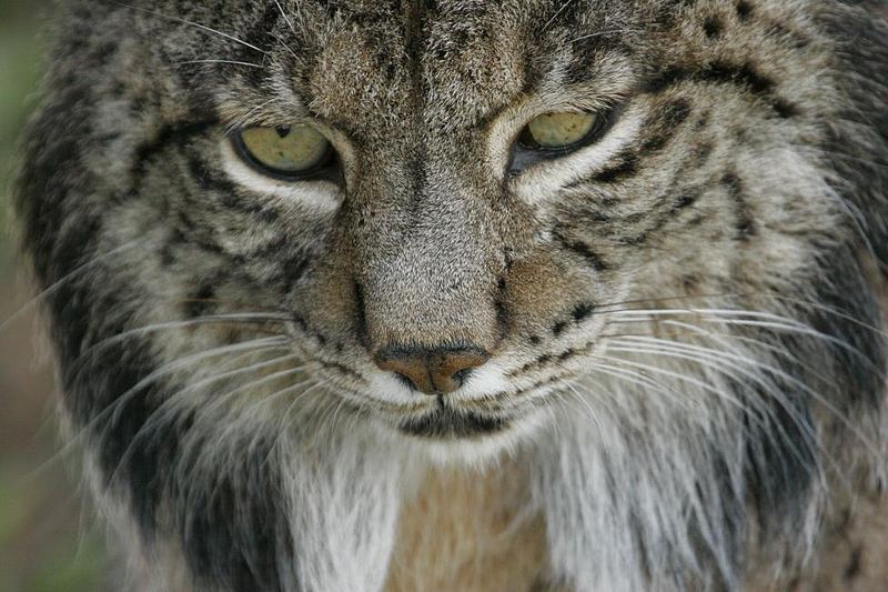 Iberian_lynx_linces23