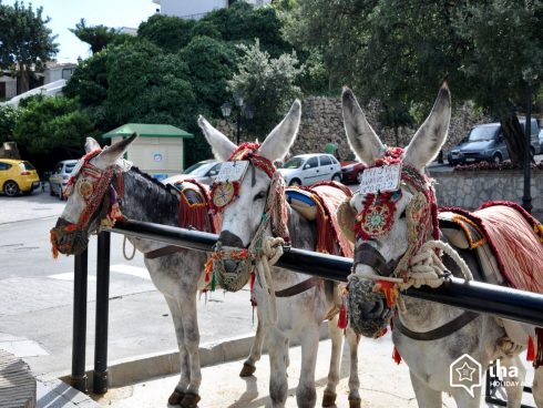 La Cala De Mijas Donkeys In Mijas