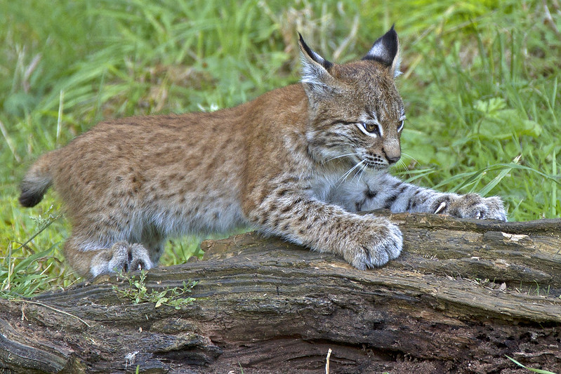 Lynx Cub