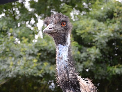 Emu