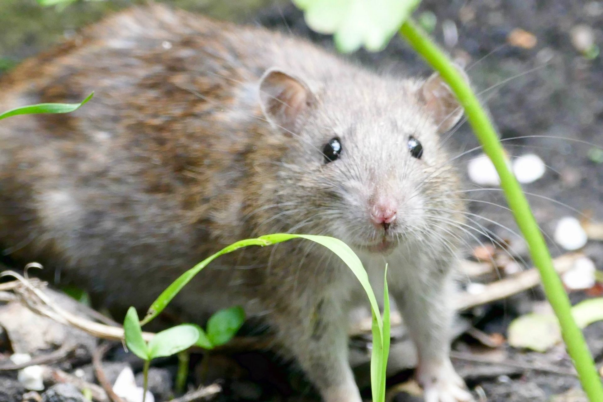 Life in times of PLAGUE: Pests wreak havoc in Spain during COVID-19 ...