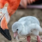 Breeding Flamingoes
