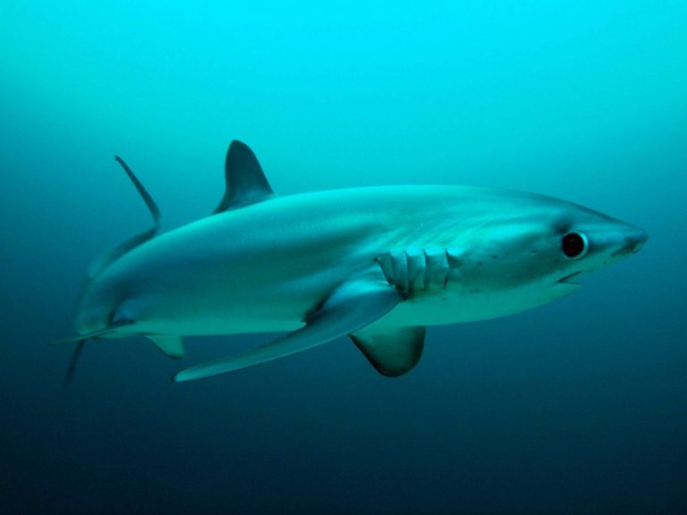 WATCH: 3m-long bigeye thresher shark plucked from Alicante's port