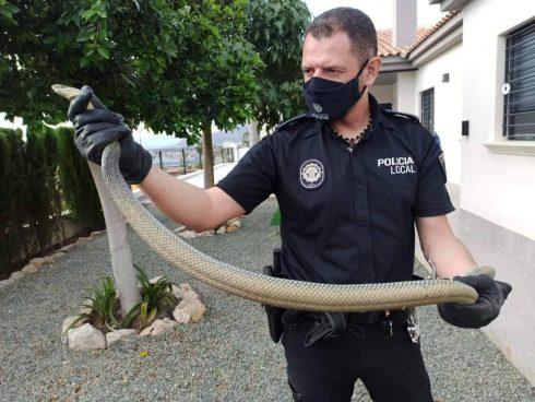 Giant Snake Arrest