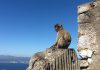 EXPLAINER: The latest rules around visitors to Gibraltar Gibraltar Monkey
