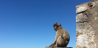 EXPLAINER: The latest rules around visitors to Gibraltar Gibraltar Monkey