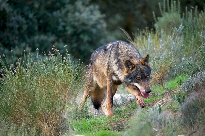 Iberian_wolf_adf_001