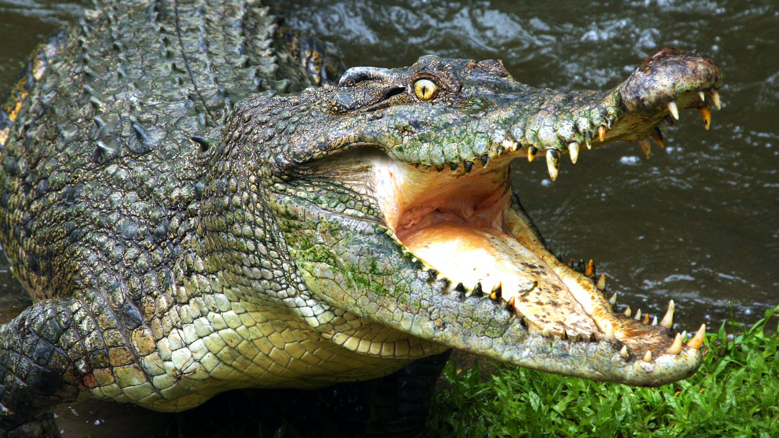 Crocodile