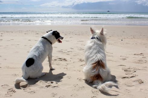 Dogs On Beach