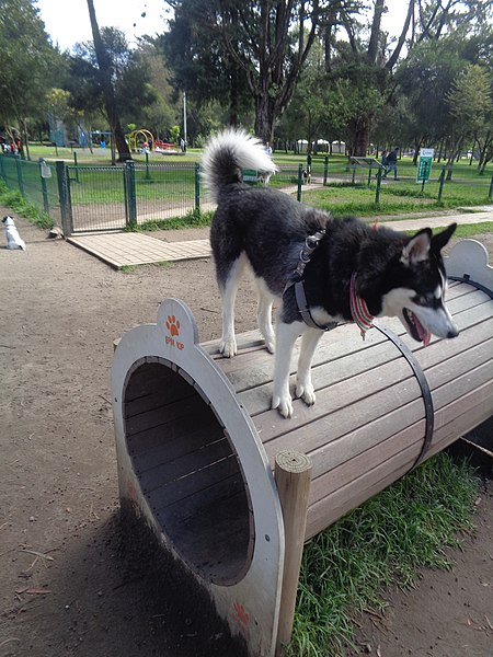 450px  Dog_park_at_parque_la_carolina _photo Aa 5