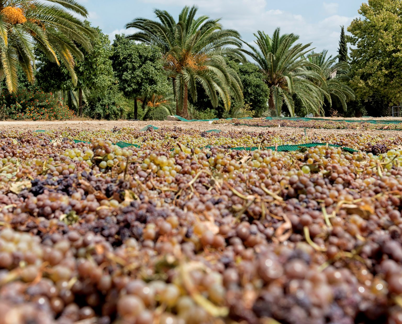 Spain’s Andalucia kicks off its grape harvesting season, one