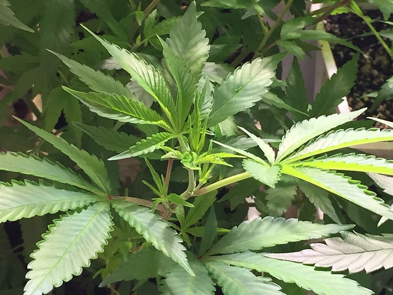 Marijuana_plant_01