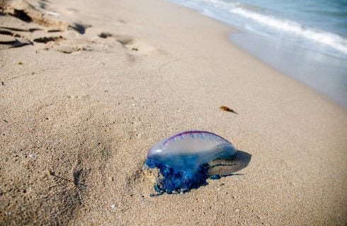 Tourist beach on Spain’s Costa Blanca sees return of venomous stinger which cleared local waters last year