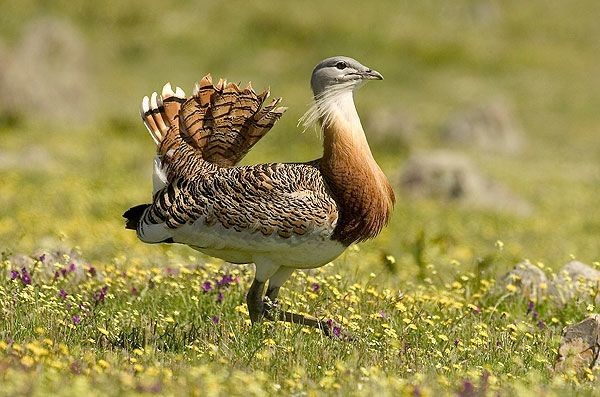 Great Bustard