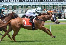 Spanish-Bred Sensation Nube Negra Ready for Cheltenham Champion Chase Horses 380402_1920