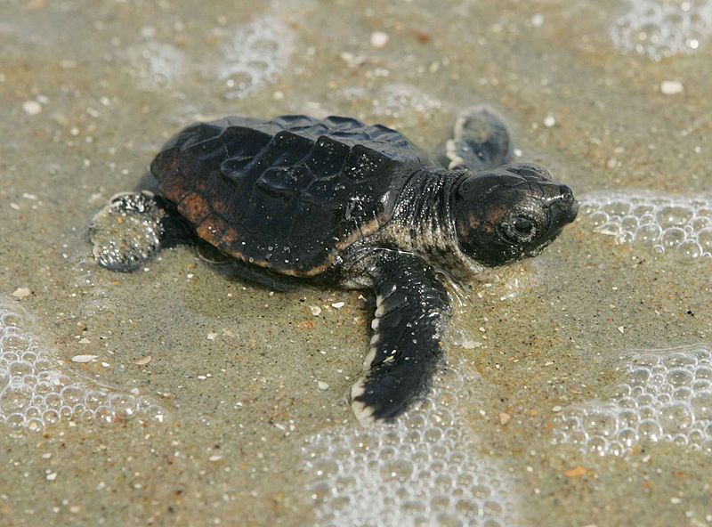 800px Baby_loggerhead_turtle_detailed_close_up