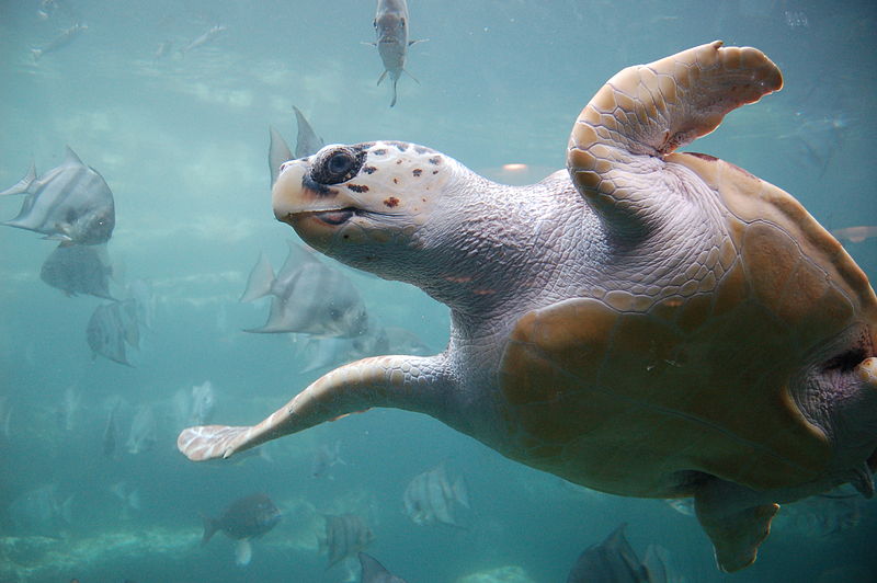 800px Loggerhead_sea_turtle