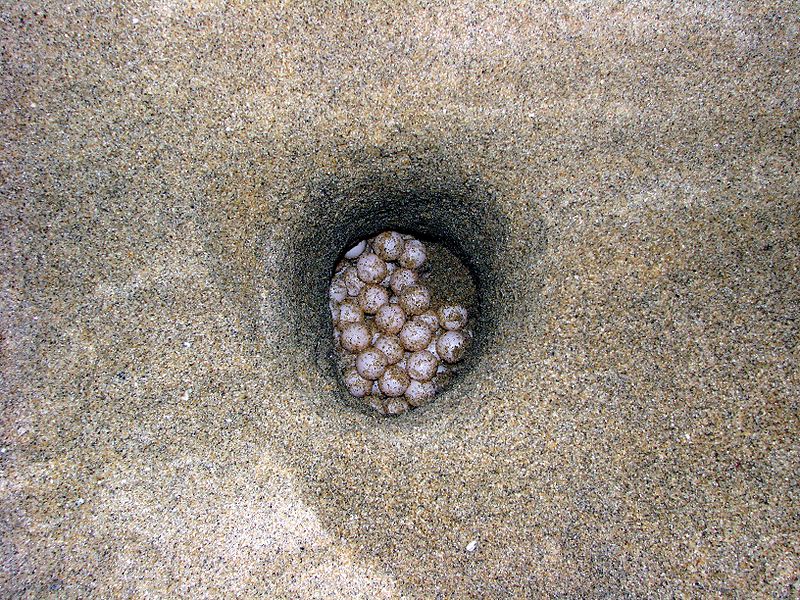 800px Turtle_eggs_