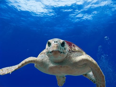 Loggerhead_turtle_ 5884715439