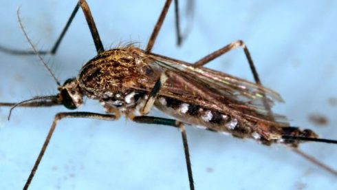 Aedes Japonicus