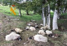 Ovejas_muertas_ser_alcanzadas_rayo 