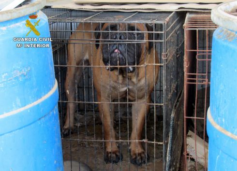 Dogs Caged And Kept In Shocking State At Farm Kennels In Spain  S Murcia Region