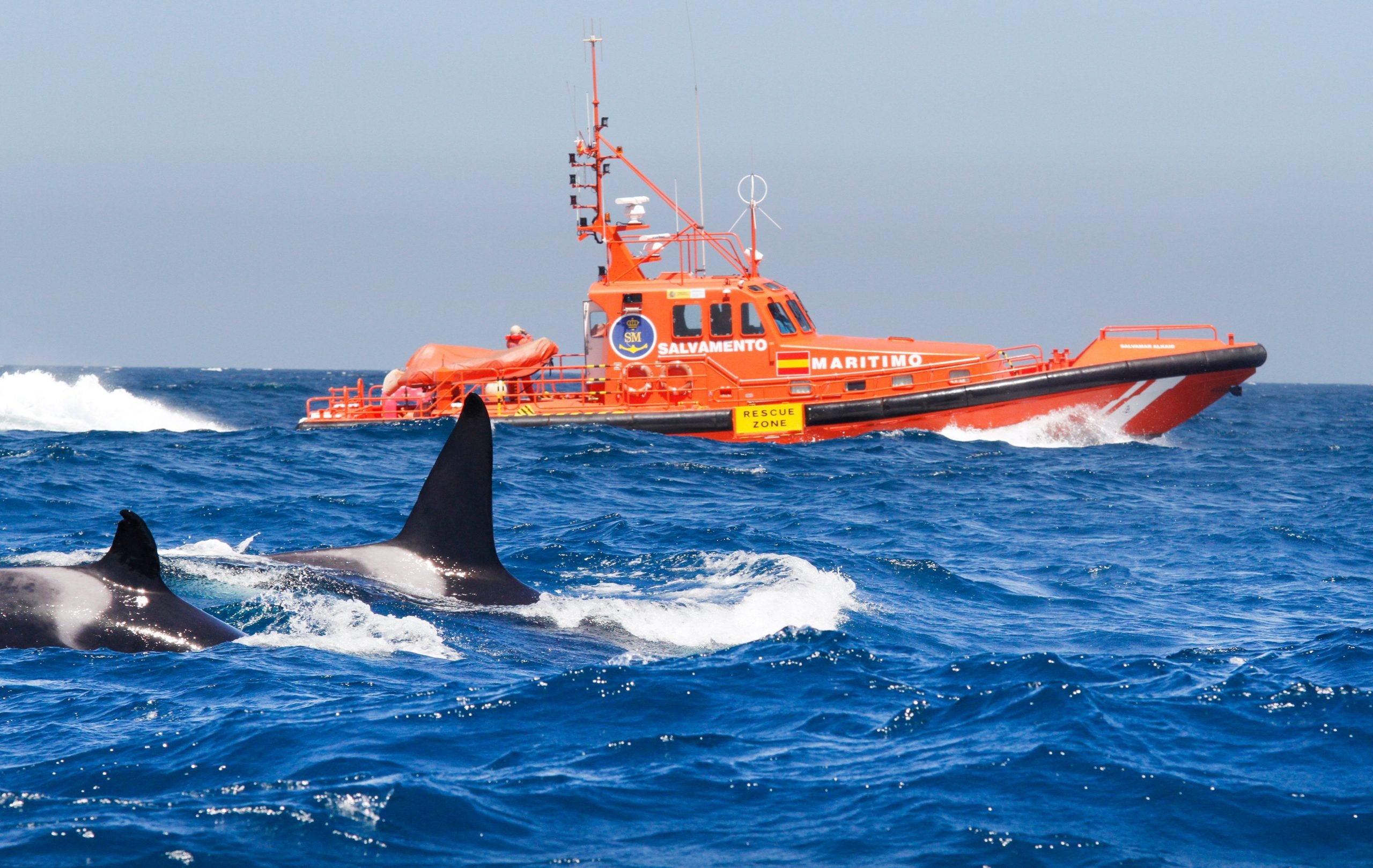 Boats off Spain damaged in orca encounters Boats off Spain damaged in orca encounters