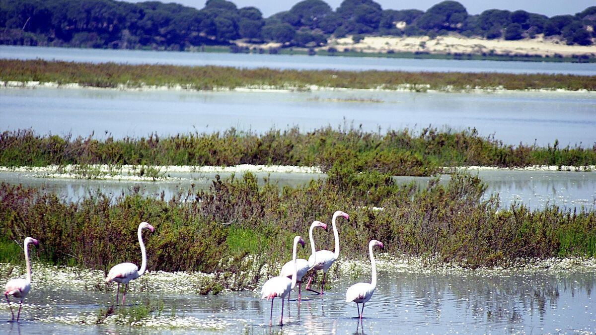 New plan to grant watering rights to farmers near Spains Doñana National Park sparks outrage