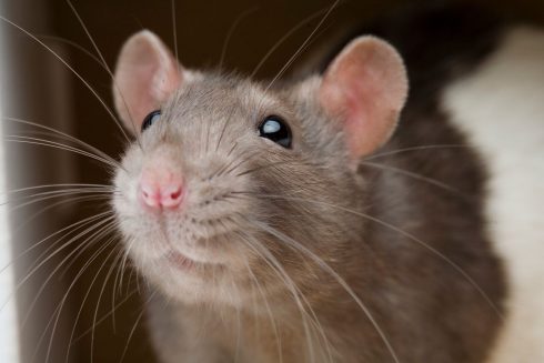 Residents Get Ratty Over Vermin Invasion Of Properties On Spain  S Mar Menor