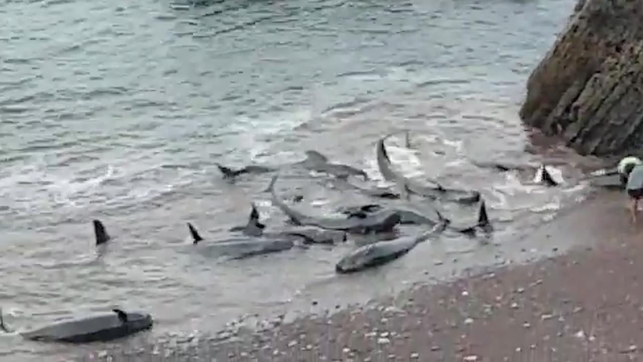 Grienden Gestrand Bij Spaanse Kust Negen Dieren Overleden