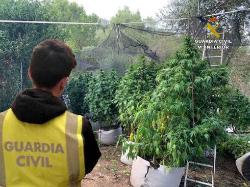 marijuana farm mallorca