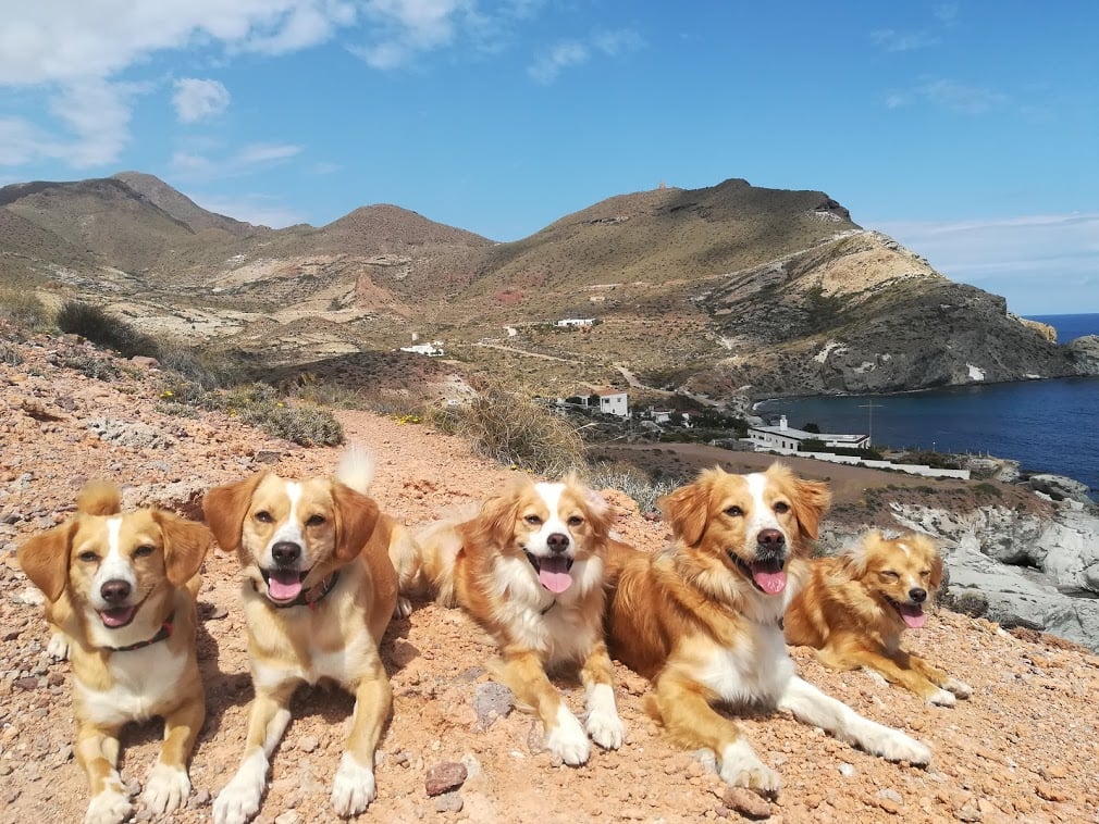 Dogs