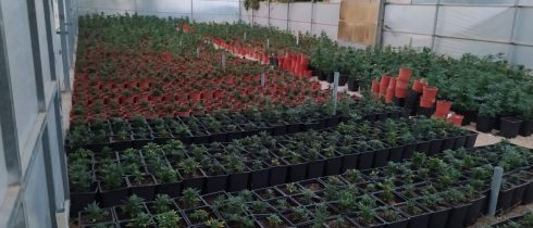 Police Follow Their Nose In Massive Marijuana Raid On Farm Adjoining British Area Of Spain S Costa Blanca