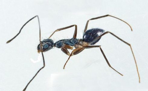 Crazy Ant