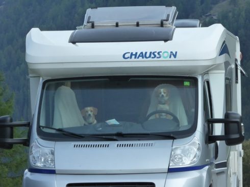 Dogs In Van