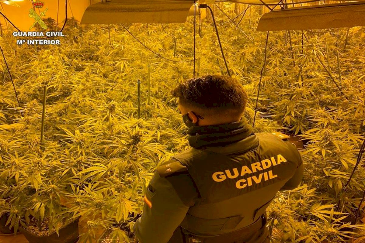 British Marijuana Farmer Gets Third Drugs Arrest For Running Indoor Plantation On Spain S Costa Blanca