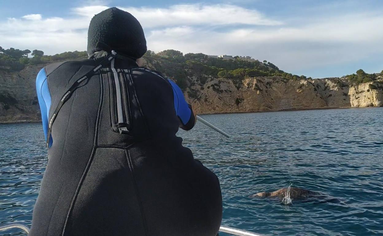 Injured Grey Seal That S Been Sighted In Portugal And Gibraltar Gets Treated In Spain S Costa Blanca