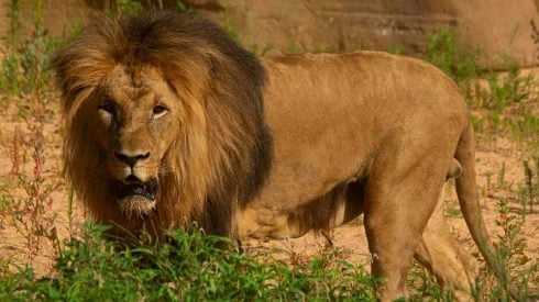 Lions Catch Covid 19 At Barcelona Zoo In Spain But Respond Well To Treatment